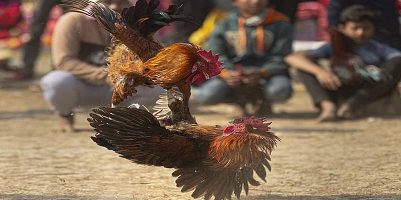 Đặc điểm nhận diện gà đẹp