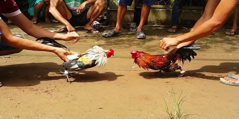 Gà đá màu gì đá hay nhất? Tìm hiểu qua góc độ di truyền