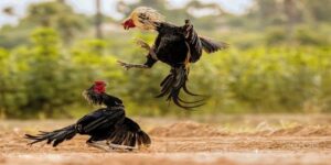 gà màu gì đá hay nhất