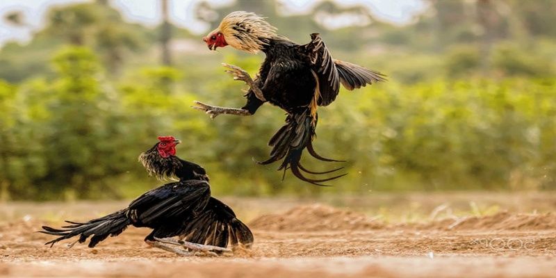 gà màu gì đá hay nhất