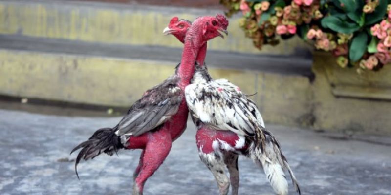Kỹ thuật huấn luyện đúng