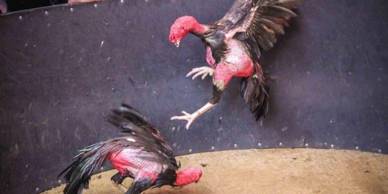 Lối gà chọi hay nhất nhà cái