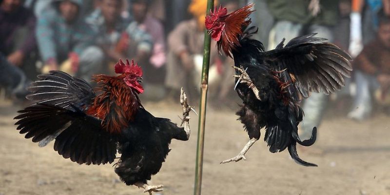 Quan sát màu lông chiến kê